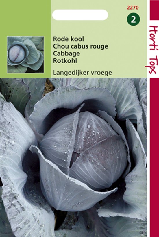 Cabbage Langedijk Red Early - Brassica oleracea